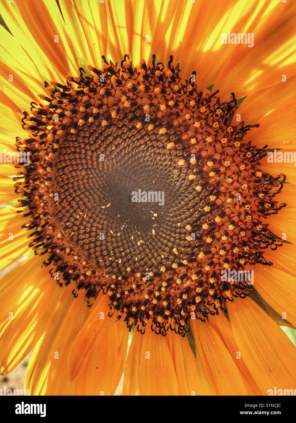Girasole 'gigante russo', Helianthus annuus - Immagine stock catturata con smartphone