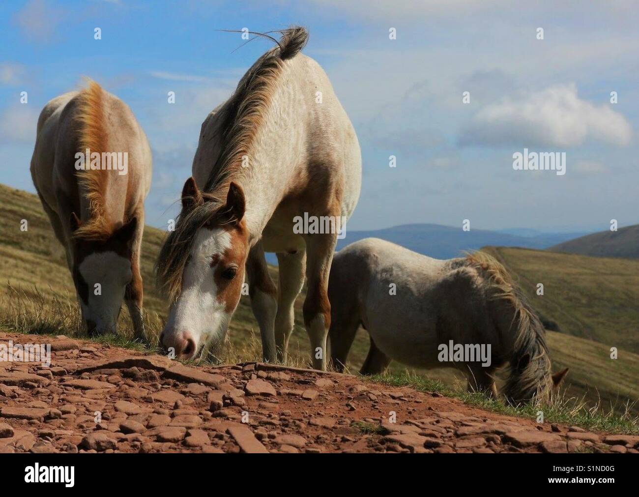 Cavalli selvaggi pascolare sul lato di una montagna - Immagine stock catturata con smartphone