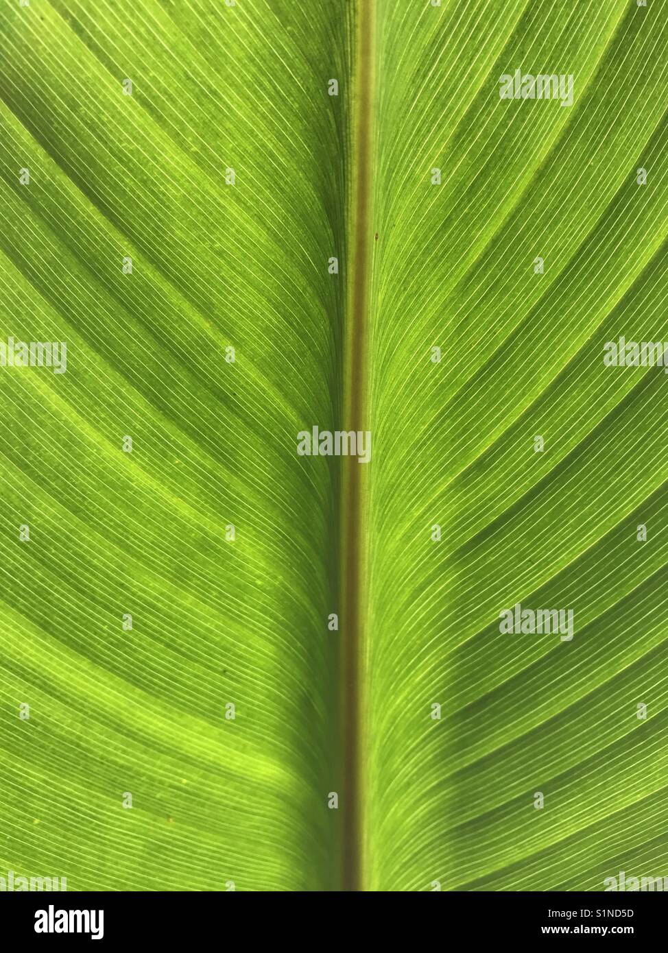 La foglia di un grande arbusto illuminate dalla luce del sole Foto Stock