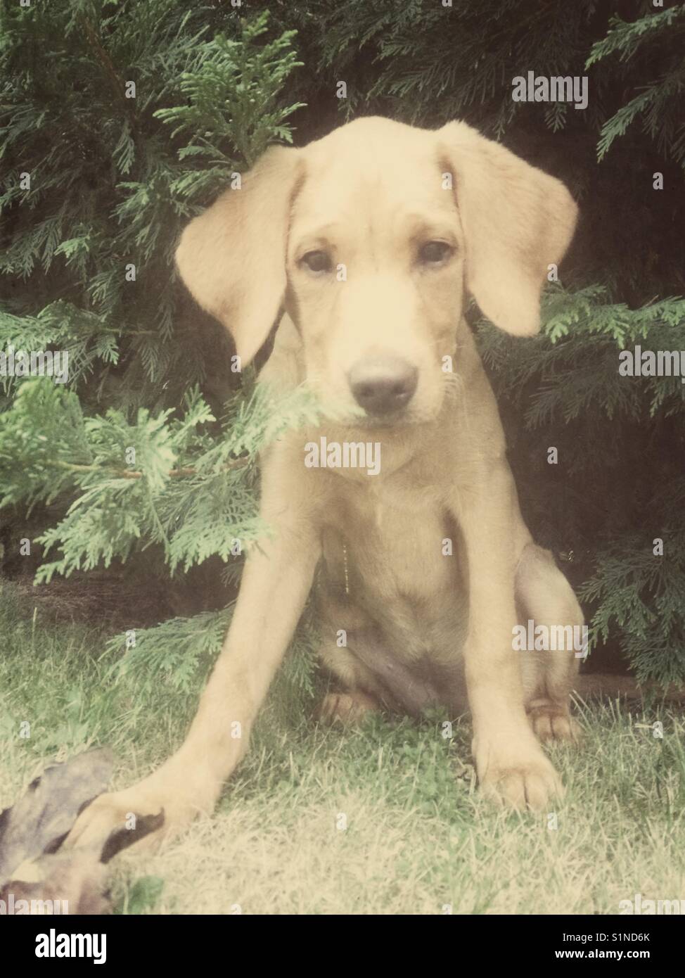 Un simpatico Labrador retriever cucciolo seduto in un giardino con grandi orecchie. - Immagine stock catturata con smartphone