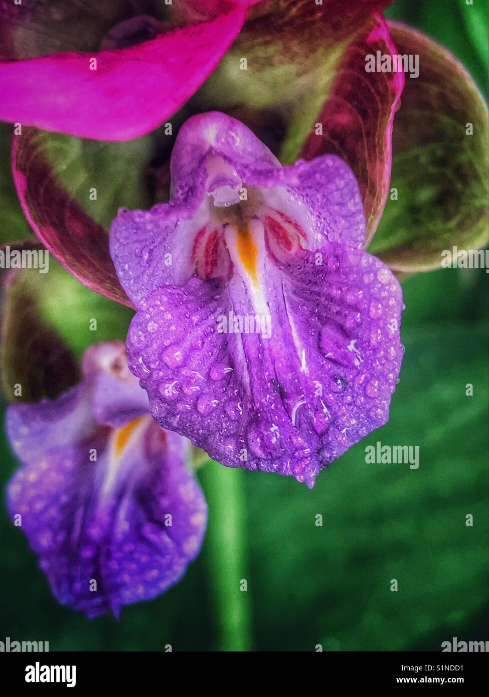 Curcuma lato ibrido bloom macro con le gocce di pioggia - Immagine stock catturata con smartphone