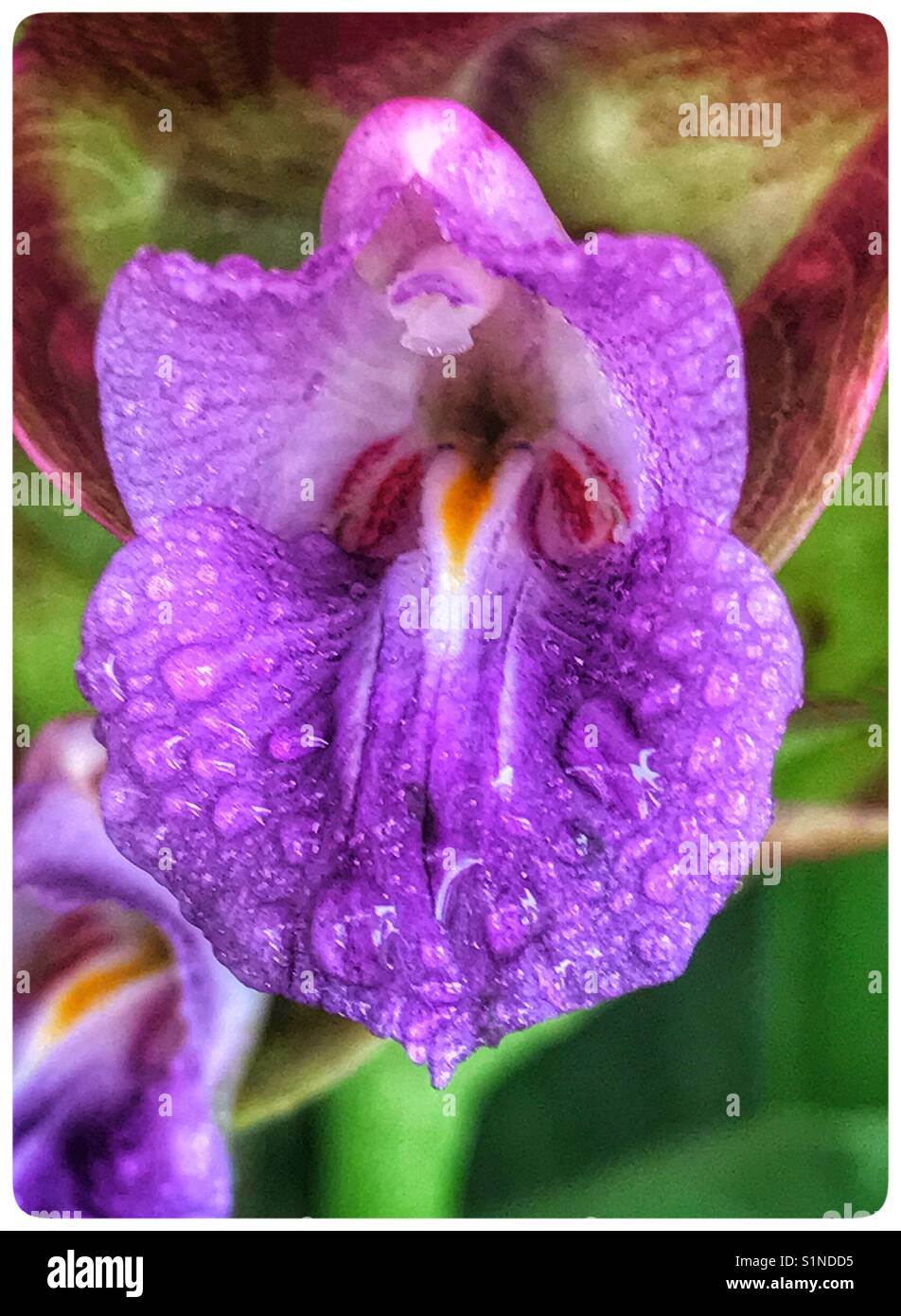 Curcuma lato ibrido bloom macro shot con le gocce di pioggia - Immagine stock catturata con smartphone