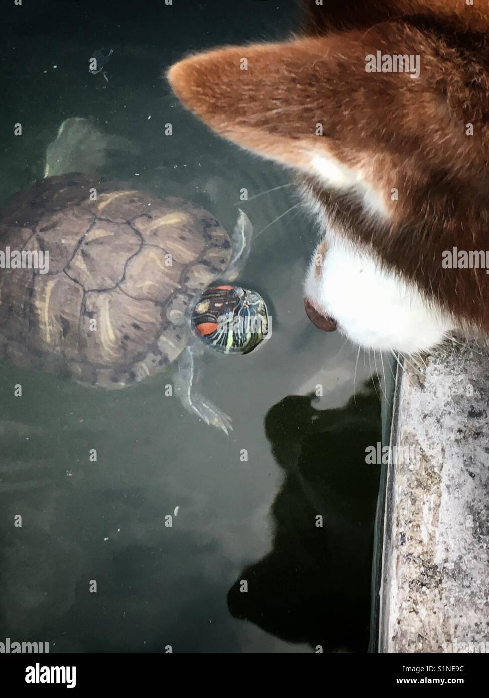 Un momento speciale quando un cane ha incontrato una tartaruga presso il laghetto in giardino Foto Stock