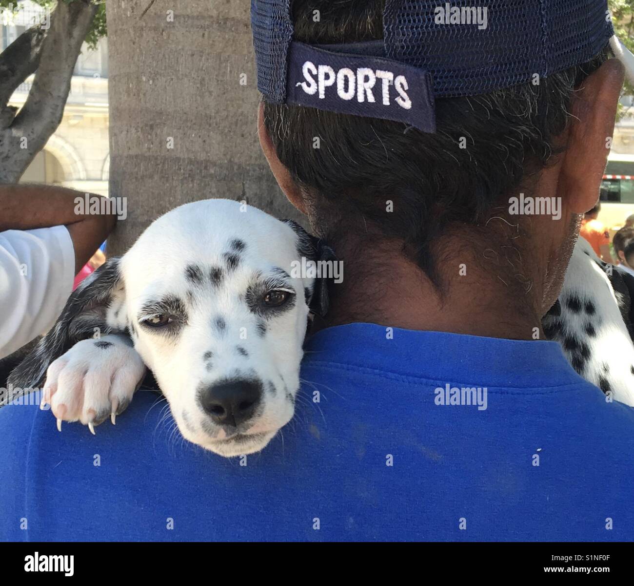 L'uomo azienda di dalmata cucciolo di cane Foto Stock