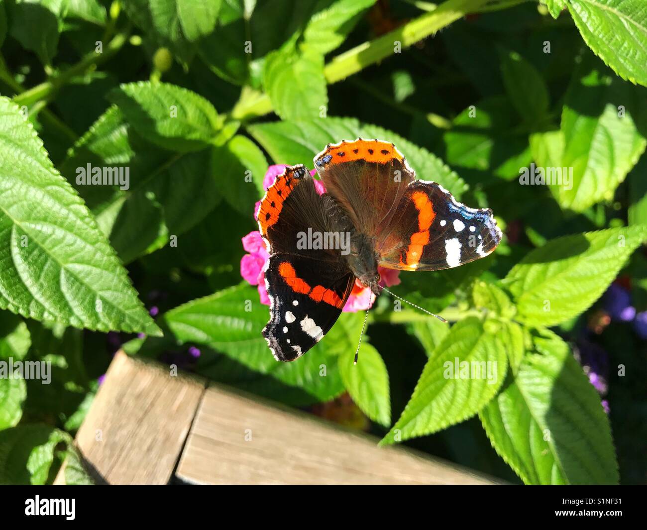 Red admiral butterfly contro uno sfondo di foglie verdi Foto Stock