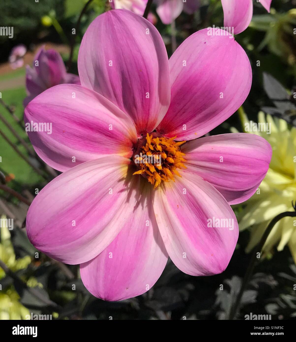 Grande fiore rosa Foto Stock