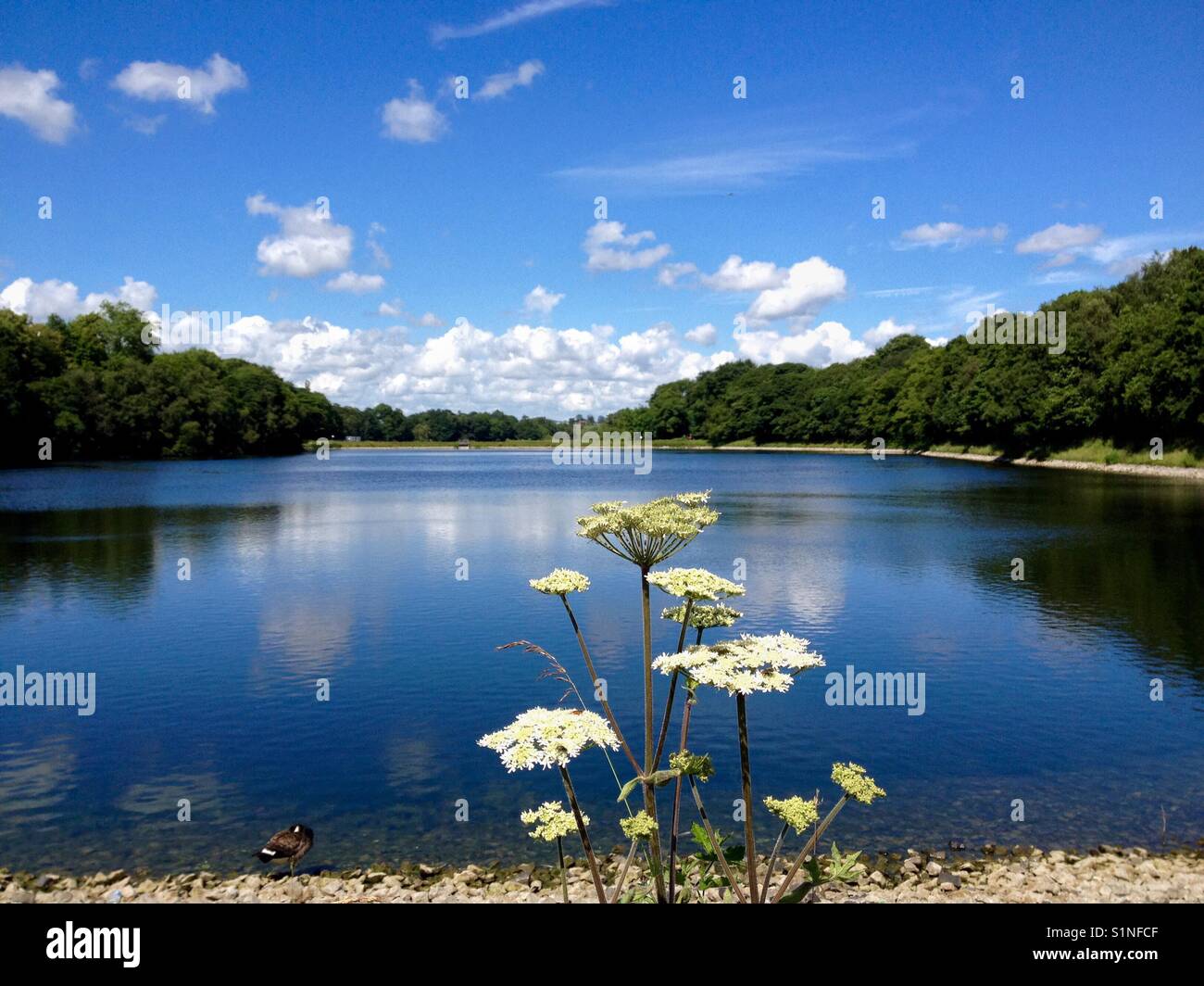 Il Porco di piante infestanti nella parte anteriore del serbatoio (Worthington laghi vicino a Wigan) Foto Stock