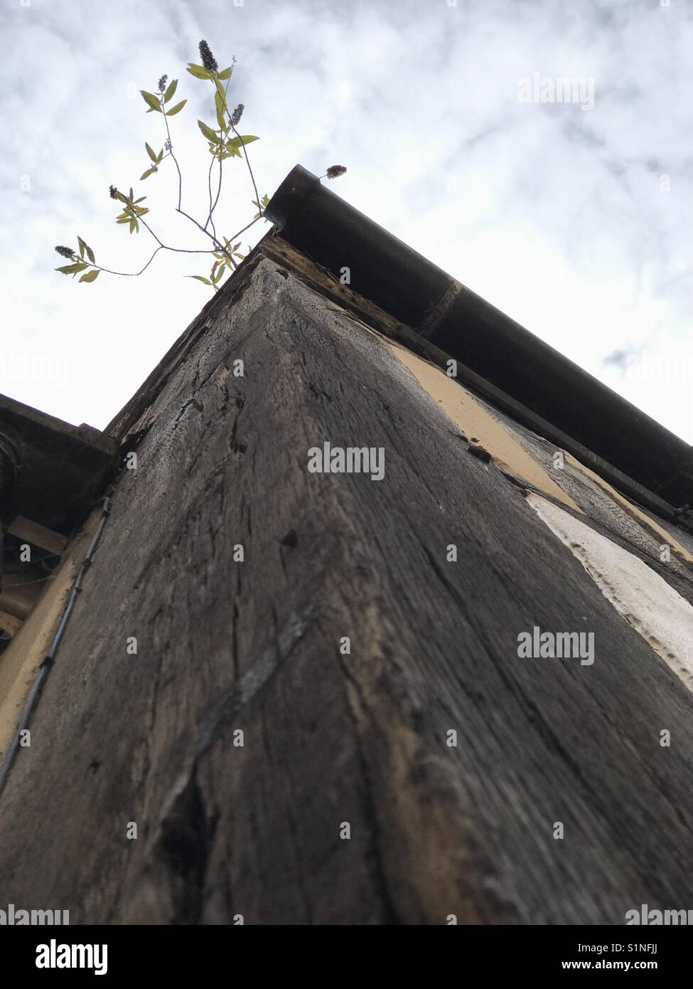La nuova crescita di legno di legno, un alberello che cresce dal tetto di un vecchio legno incorniciata house. Il cielo in background Foto Stock