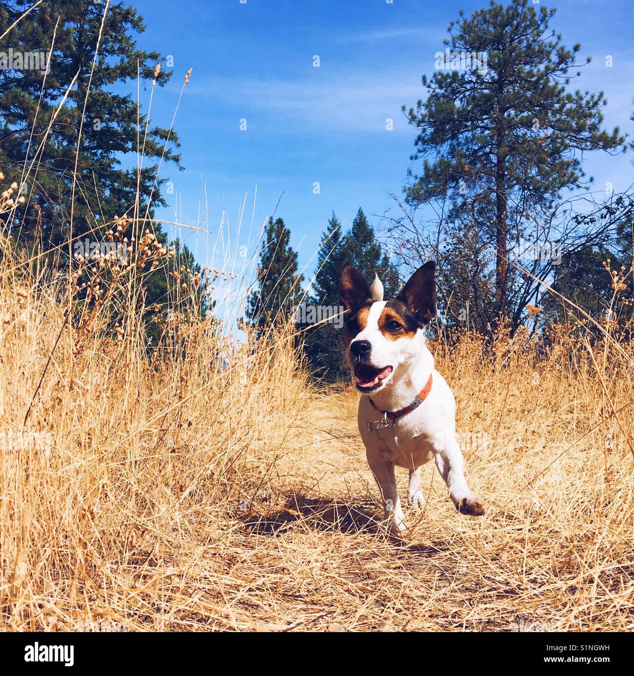 Jack Russell Terrier cane in esecuzione su di un sentiero su un soleggiato, fine giornata d'estate. Square crop. - Immagine stock catturata con smartphone