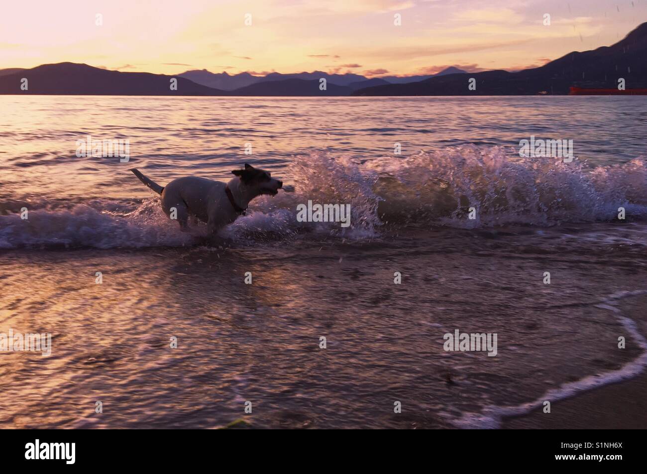 Cane che corre attraverso un'onda su una spiaggia al tramonto. - Immagine stock catturata con smartphone