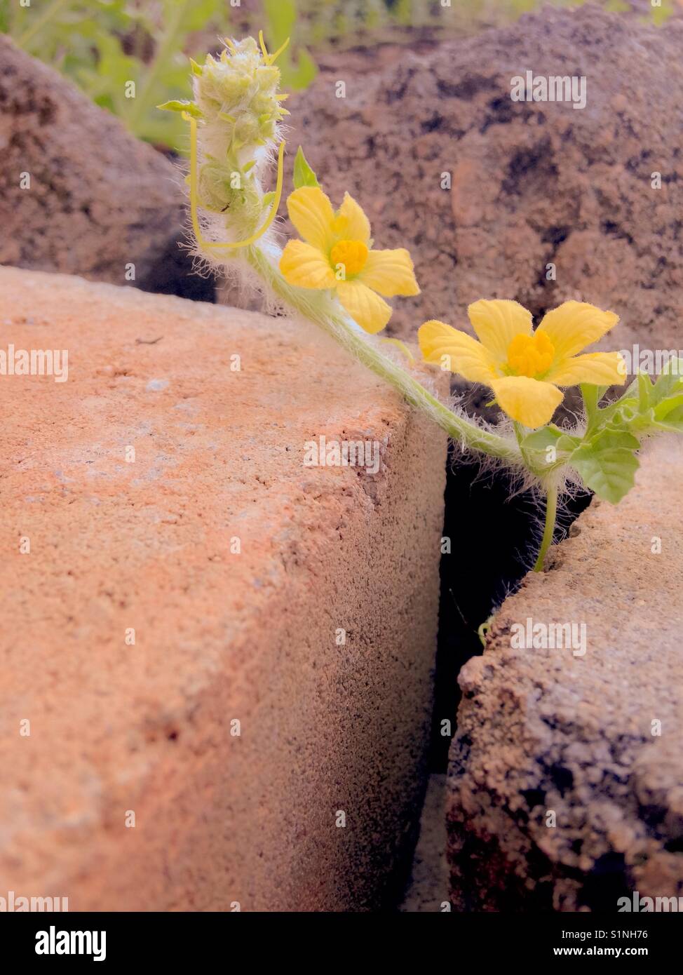 Anguria fiore cresce su architettura paesaggistica lastricatore - Immagine stock catturata con smartphone