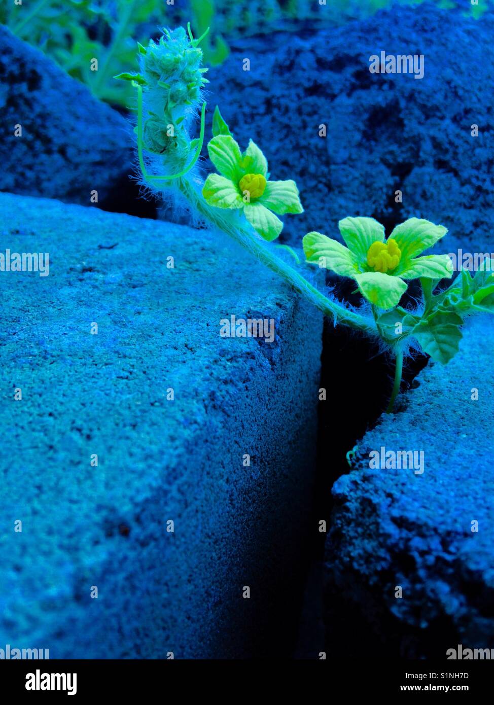 Blu foto oscurata di anguria fiore cresce su mattone Foto Stock