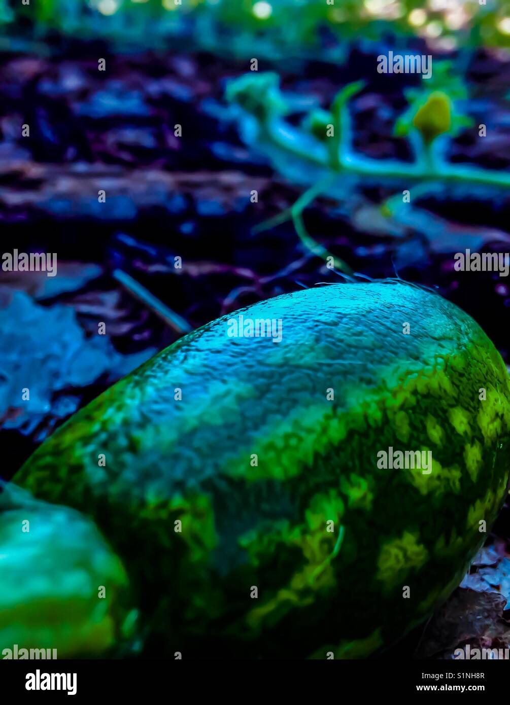 Anguria di piccole dimensioni in crescita nei pressi di fiori di colore giallo Foto Stock