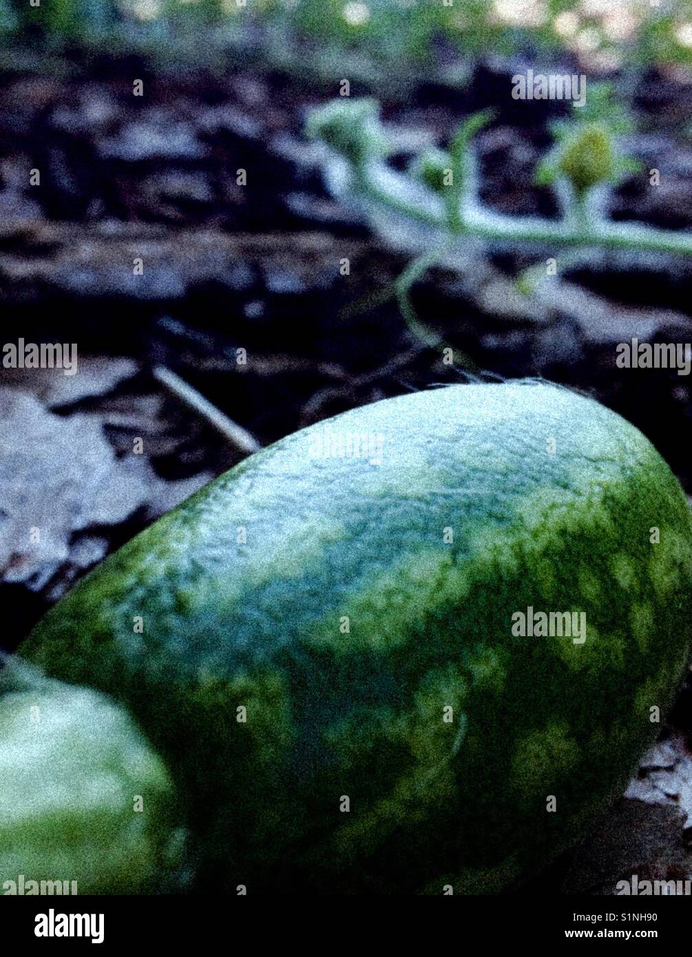 Anguria giovani cresce in tarda estate in Carolina del nord - Immagine stock catturata con smartphone