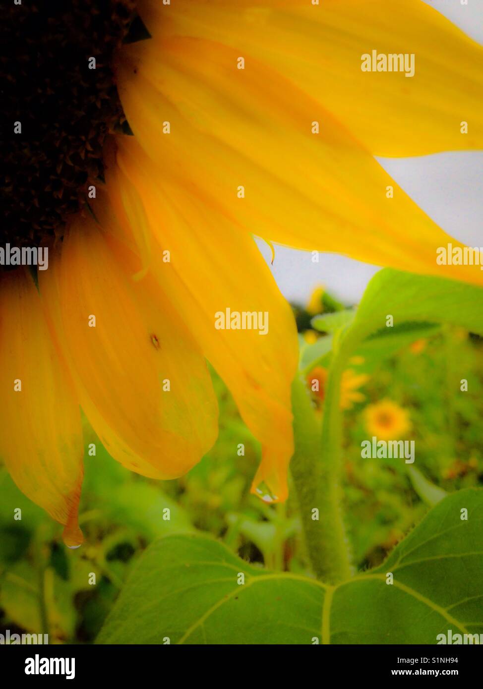 Settembre girasole dopo la pioggia Foto Stock