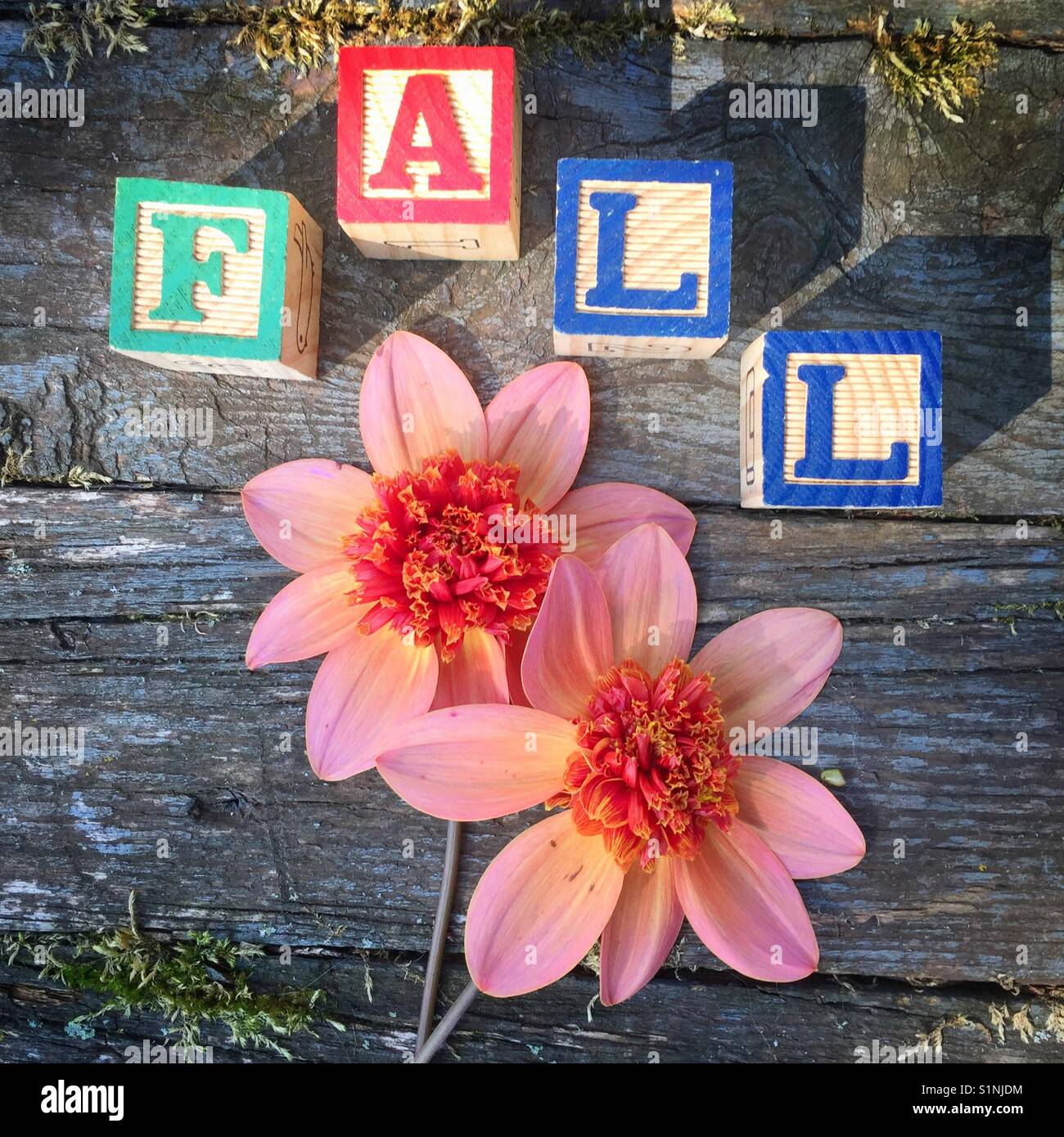Dalie, e lui perfetta caduta fiore. - Immagine stock catturata con smartphone