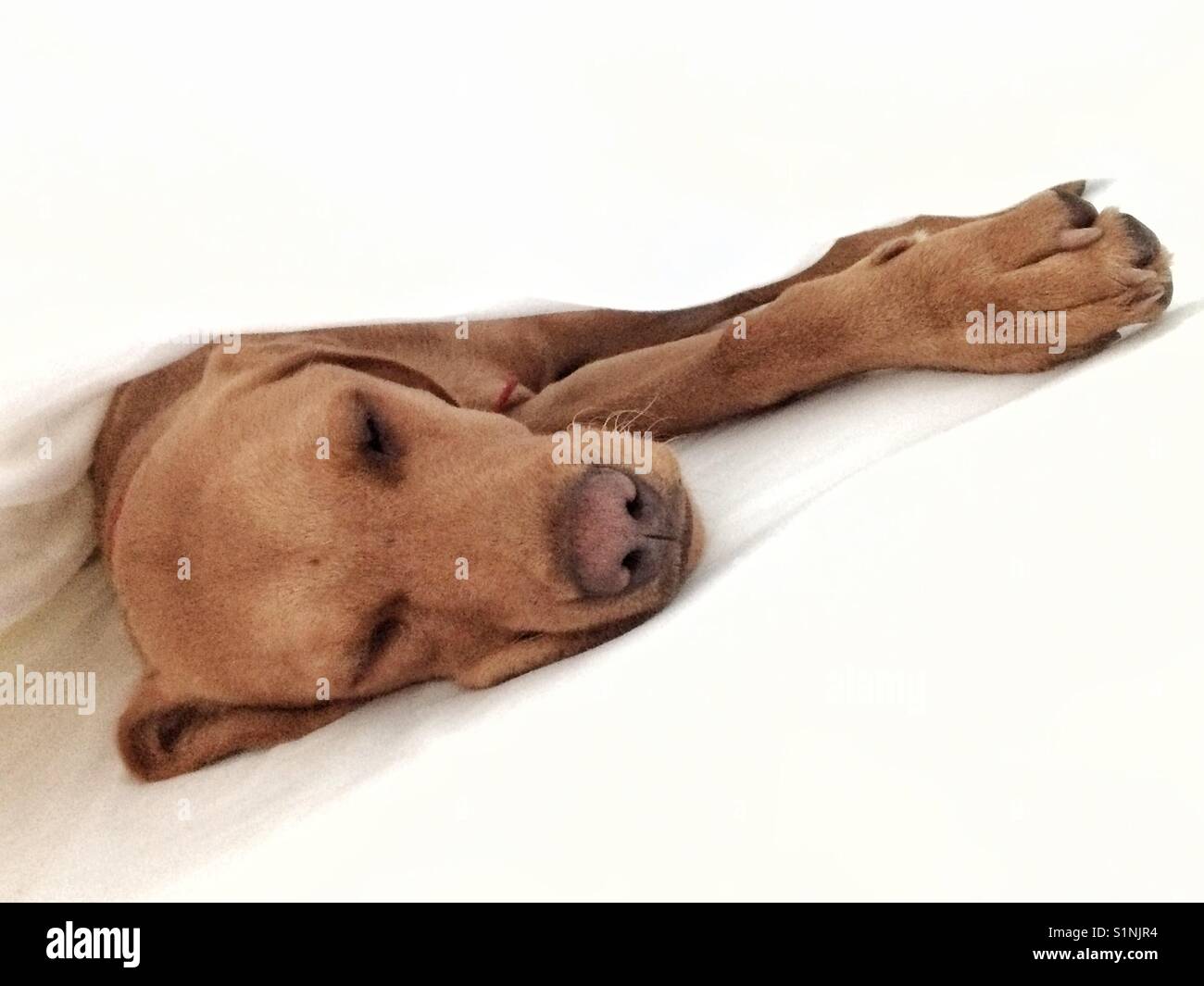 Una stanca e sonnolenta di cucciolo di cane che si allunga sotto pulire fogli bianchi - Immagine stock catturata con smartphone