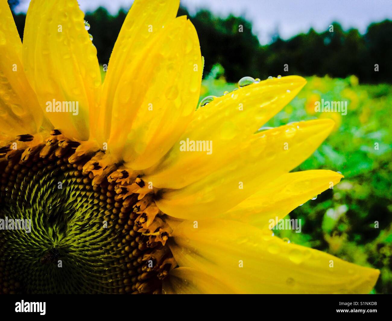 Girasole bagnato dalla pioggia Foto Stock