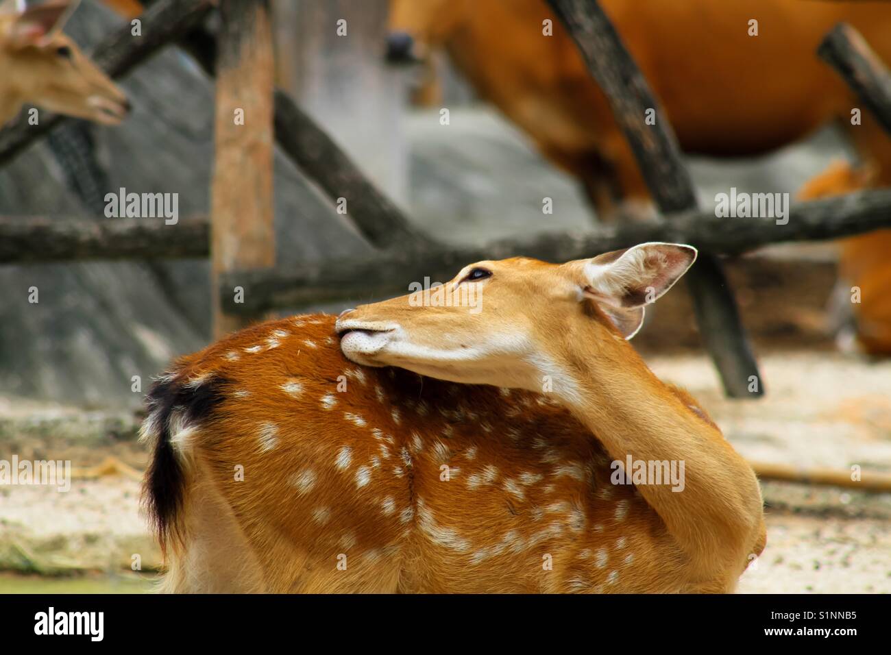 Carino cervi leccare la sua pelliccia, la vita degli animali negli zoo aperto Foto Stock