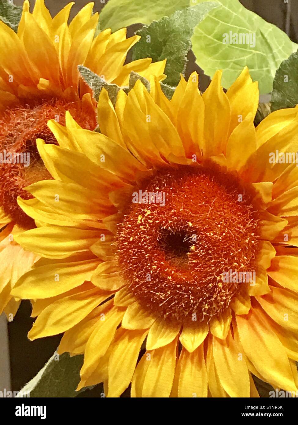 Girasoli. Chiudere la vista. Foto Stock