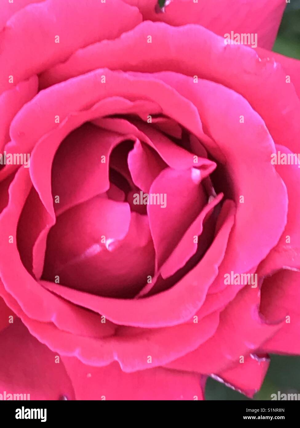 Rosa fucsia. Chiudere la vista. Foto Stock