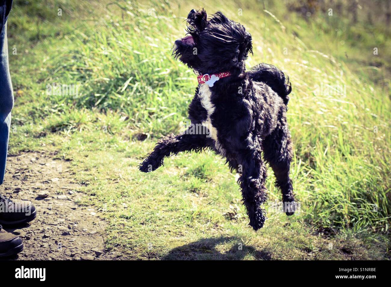 Cane eccitato, che vogliono ottenere con la sua passeggiata sulle colline dello Yorkshire. Foto Stock