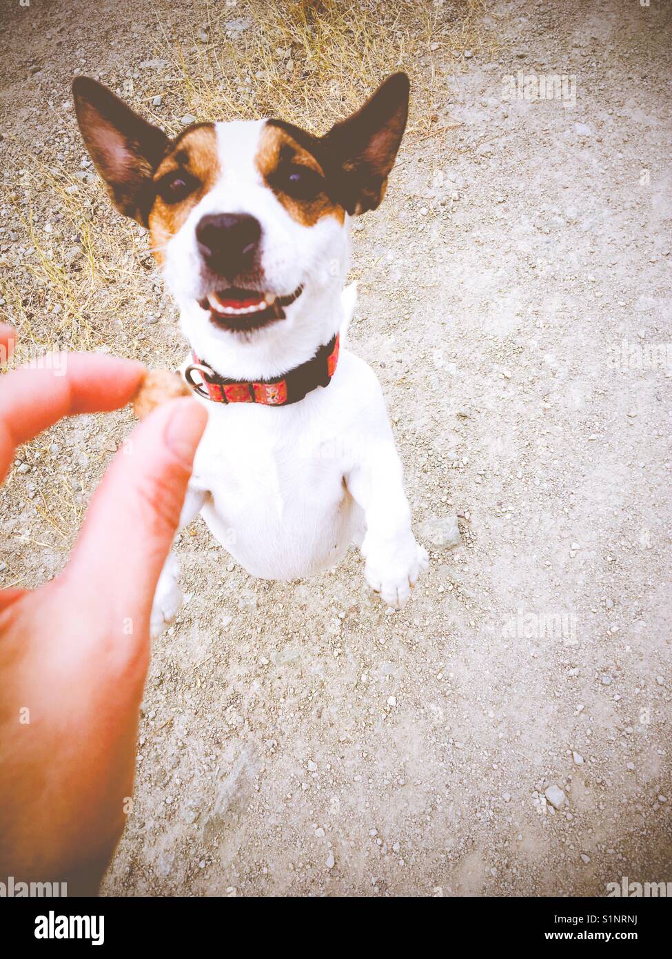 Cane sulle zampe posteriori con lo sguardo fisso a trattare con il proprietario la mano. lo spazio per la copia. - Immagine stock catturata con smartphone