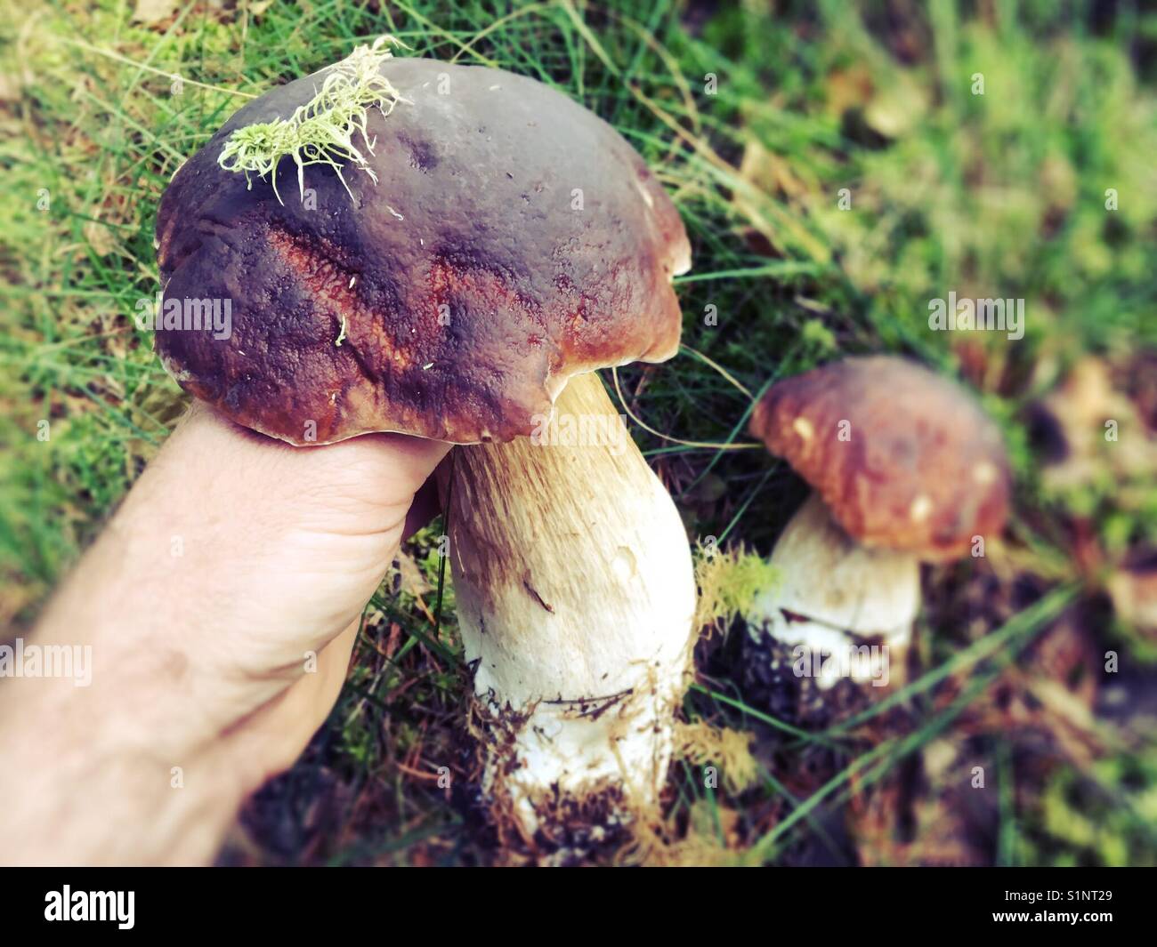 Enorme penny bun, Boletus edulis fungo colto in autunno autunno foresta Foto Stock