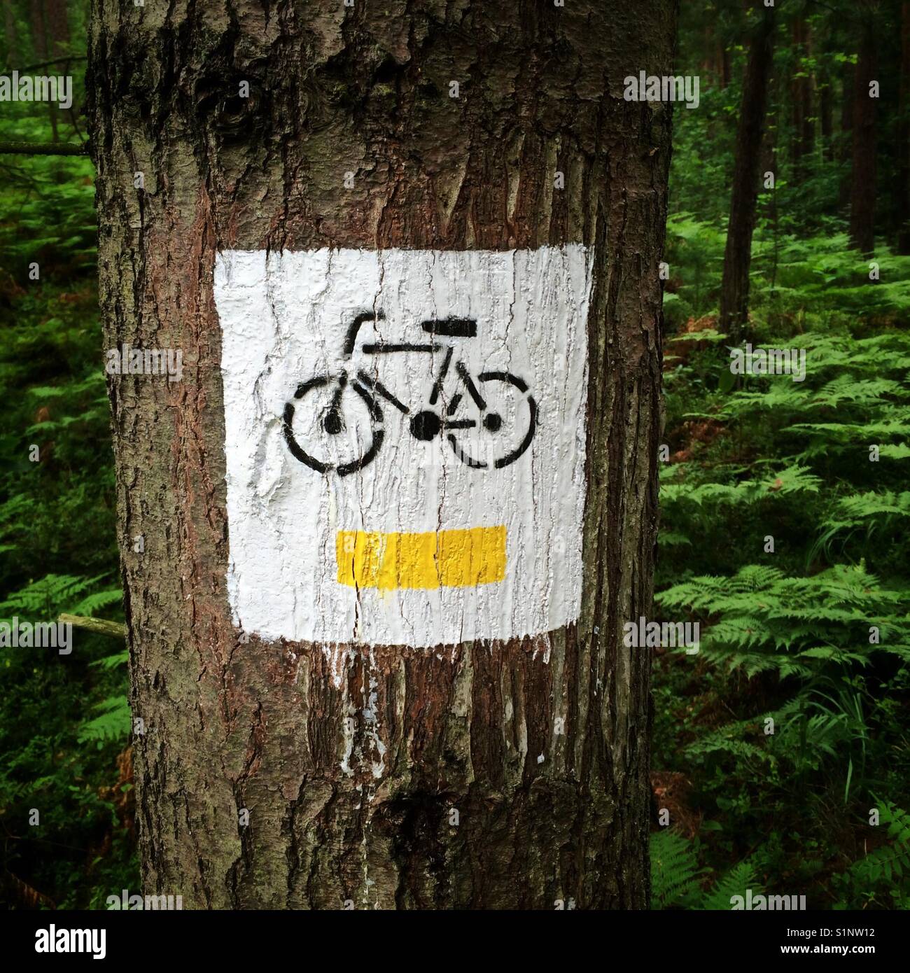 Cartello della pista ciclabile in una foresta dipinta su un albero - Immagine stock catturata con smartphone
