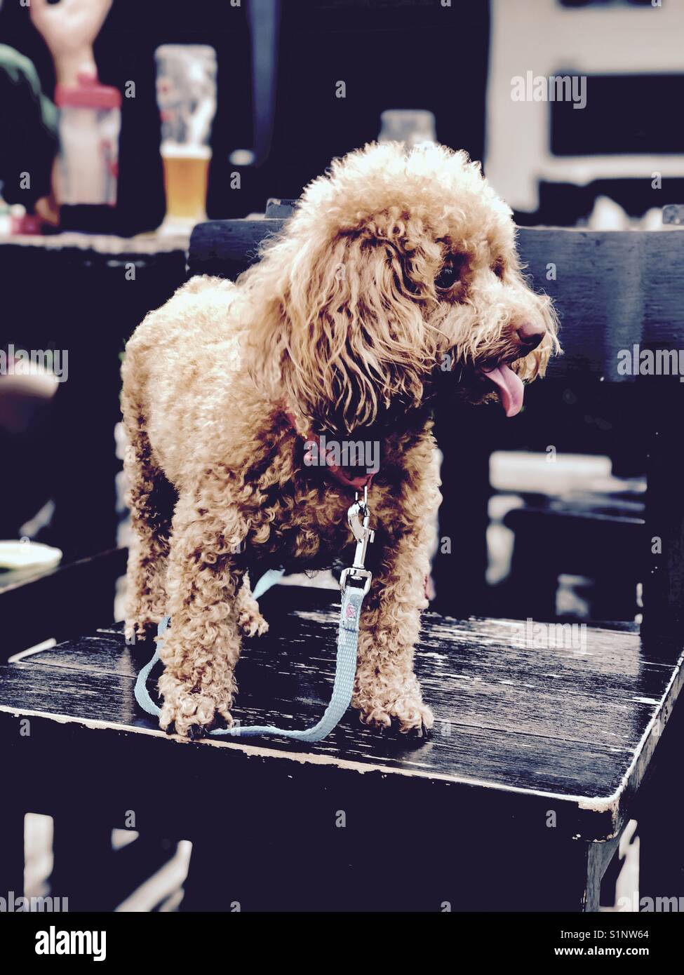 Cucciolo, poodle, marrone, giovane mammifero, animali domestici, cane, Canino Foto Stock