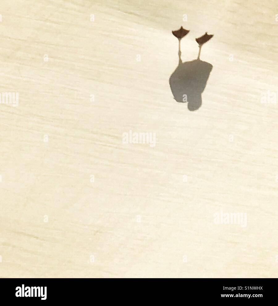 Piedi e silhouette di un gabbiano camminando su un tetto in tela colpo da sotto Foto Stock