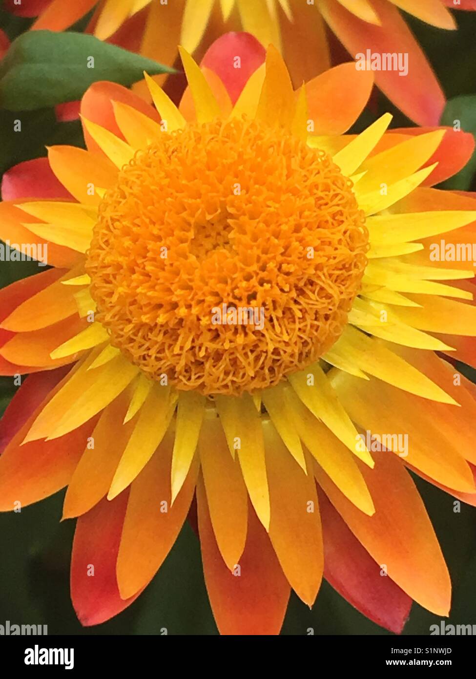 Sundaze blaze uvularia - Immagine stock catturata con smartphone