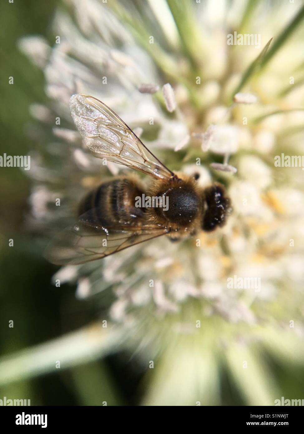 Fino in prossimità di ape su fiore selvatico - Immagine stock catturata con smartphone Fino in prossimità di ape su fiore selvatico - Immagine stock catturata con smartphone