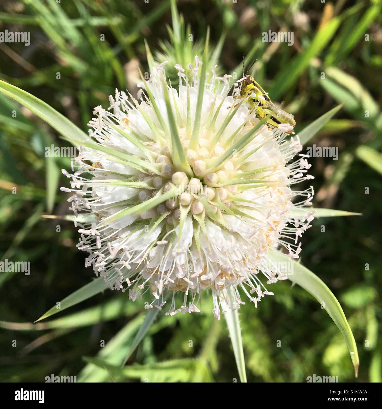Grasshopper sul selvaggio fiore - Immagine stock catturata con smartphone
