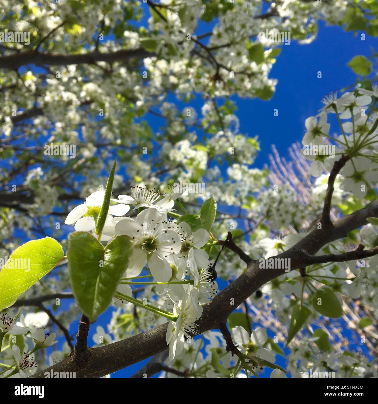 Fioriture primaverili su melo in una giornata di sole - Immagine stock catturata con smartphone
