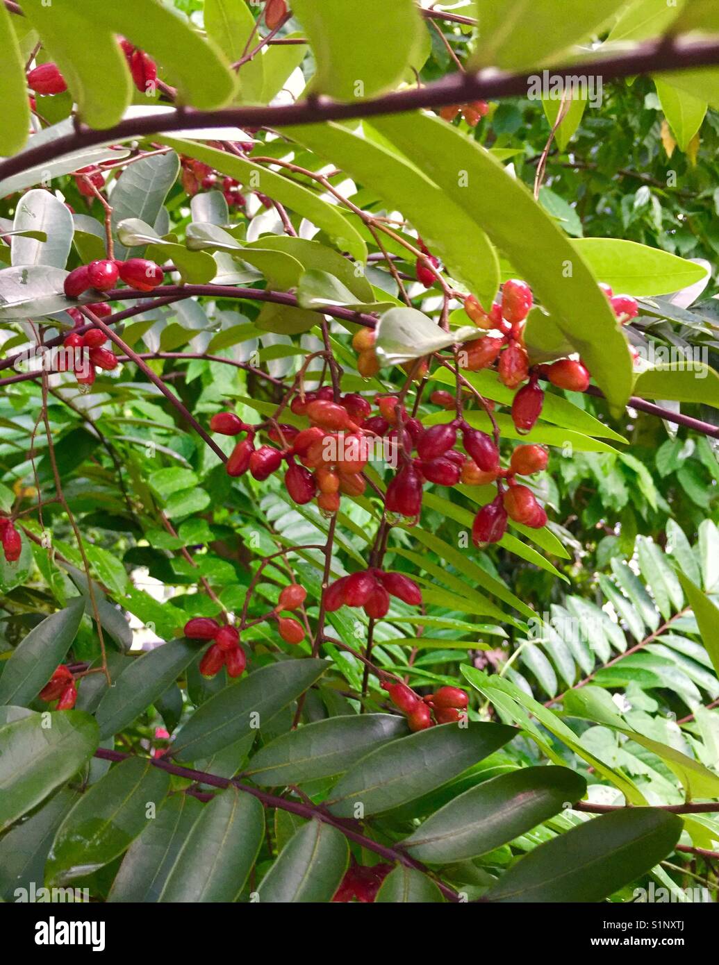 Frutti di Tongkat Ali (Eurycoma longifolia) - naturale di testosterone boosters Foto Stock