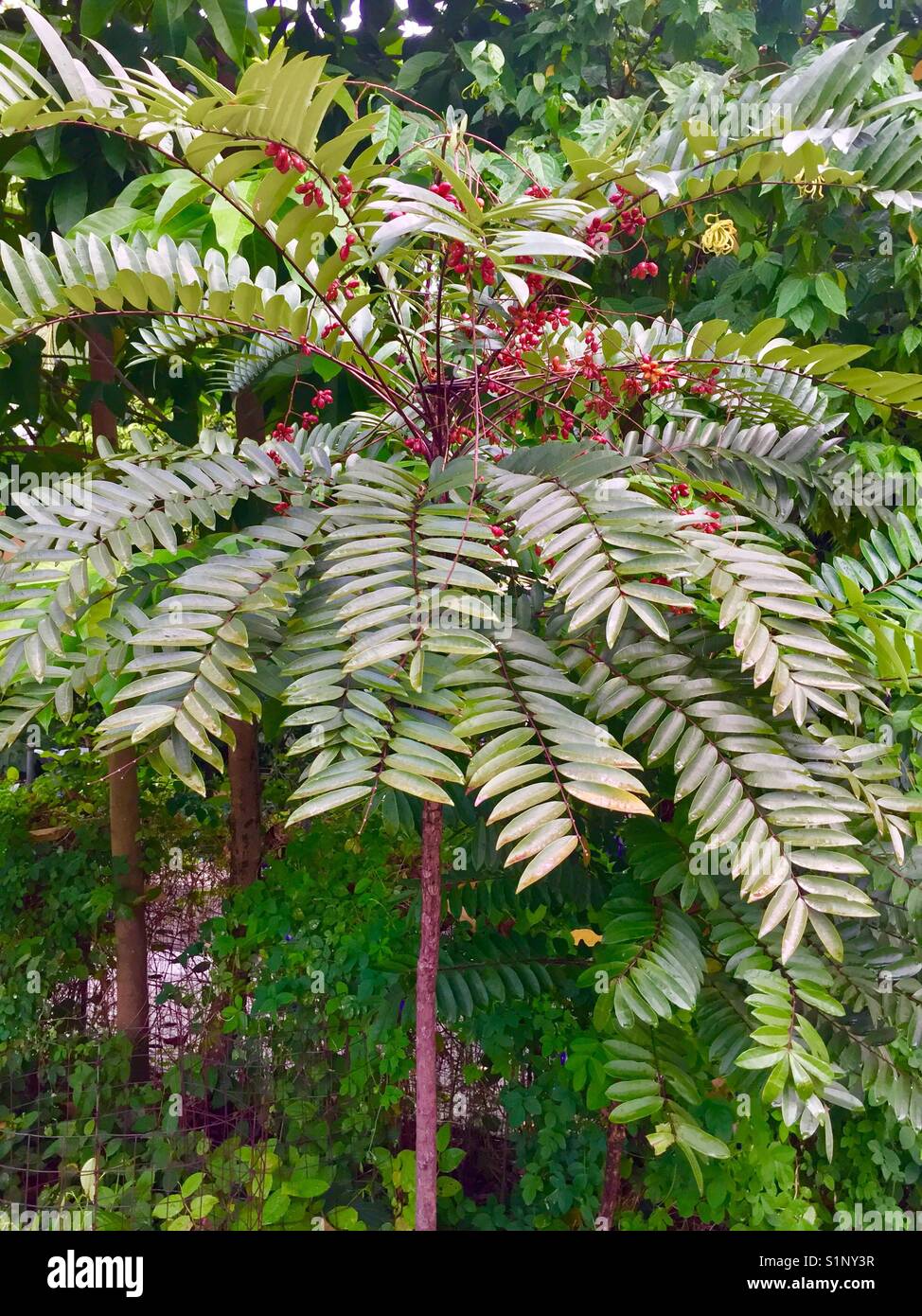 Tongkat Ali (Eurycoma longifolia) cresce allo stato selvatico Foto Stock