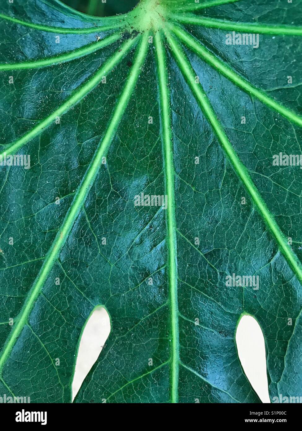 Le vene di un grande impianto di verde foglia Foto Stock