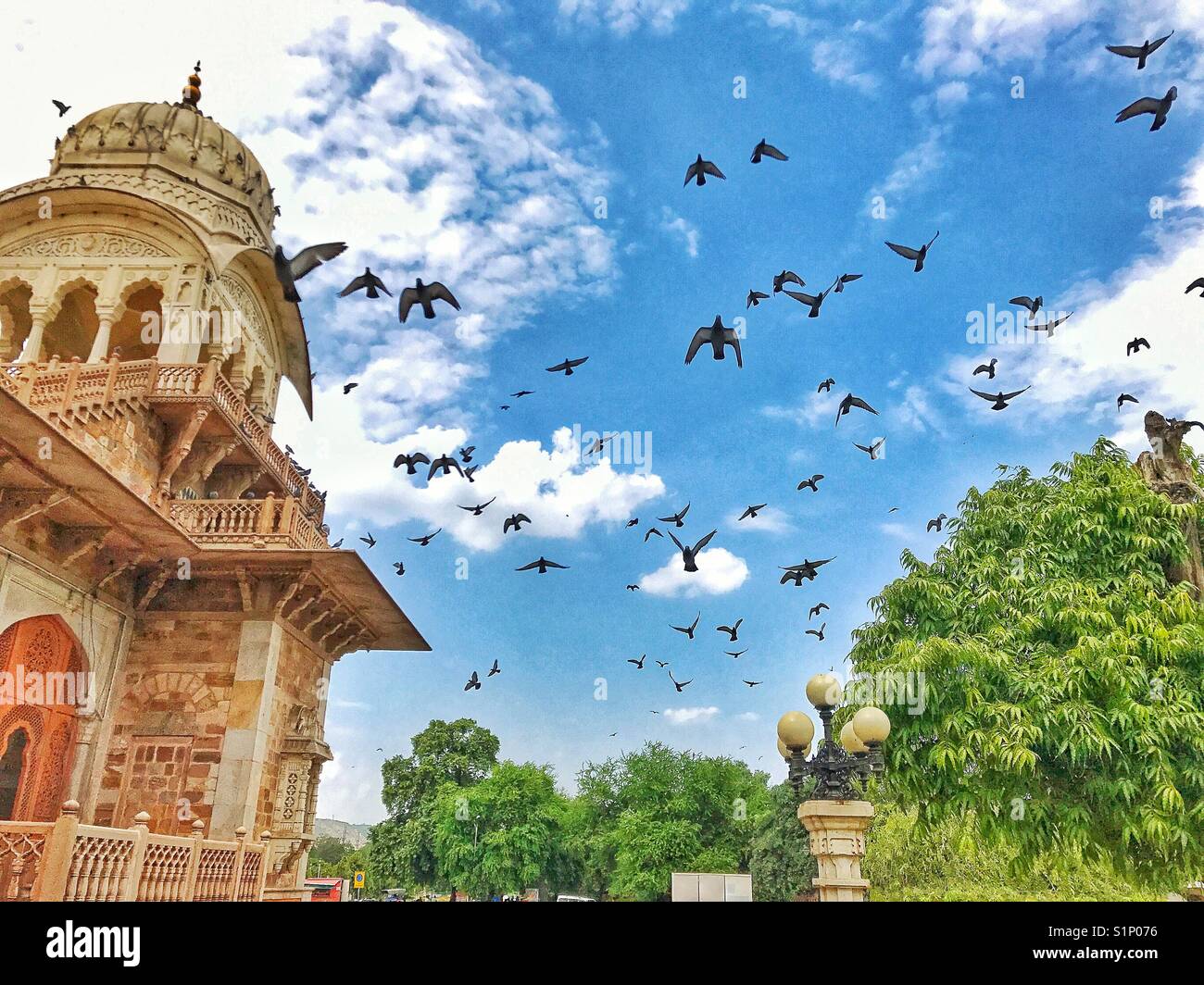 Mid air shot di piccioni volare sopra il cielo limpido Foto Stock