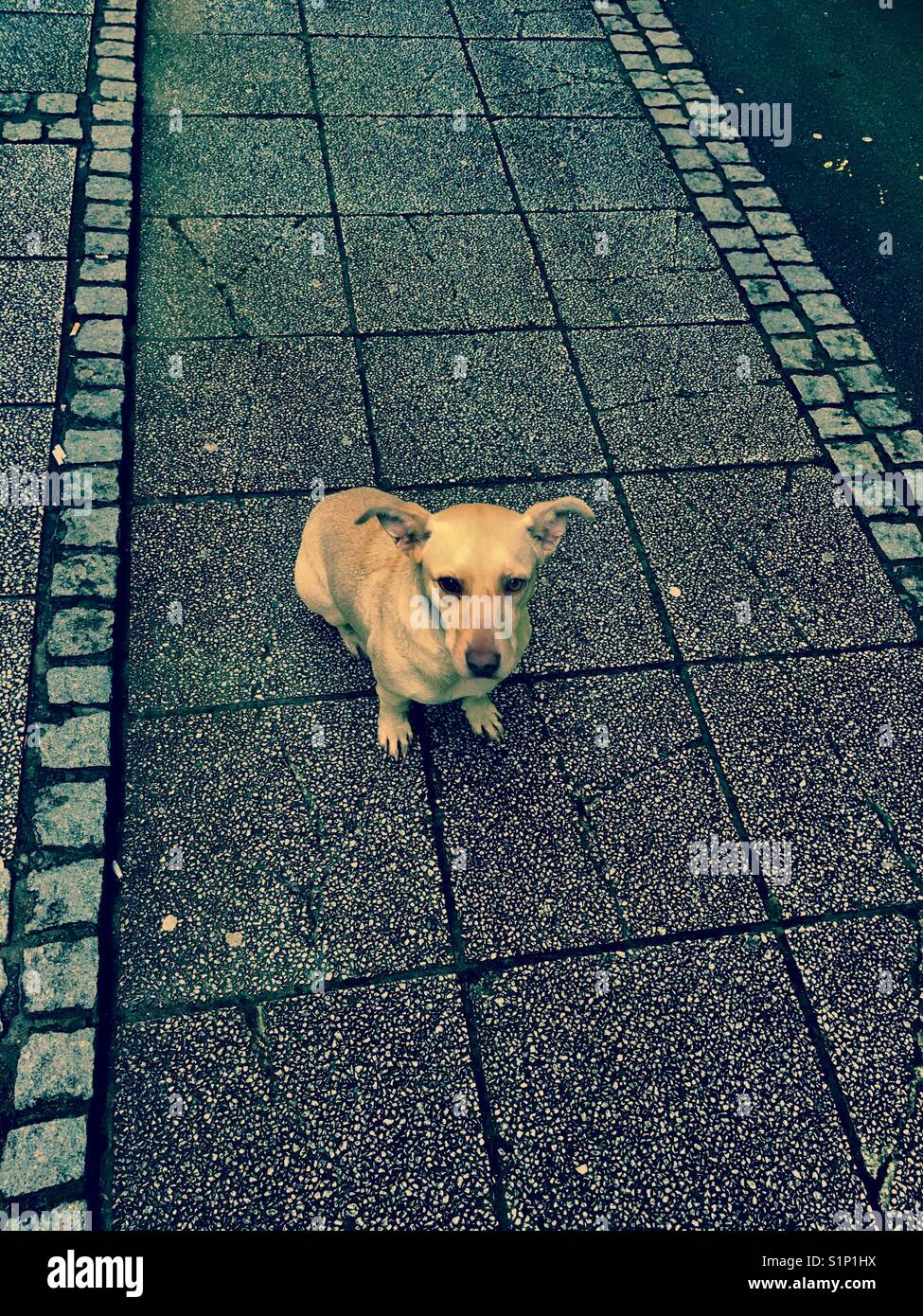 Stray dog sperando per alimenti - Immagine stock catturata con smartphone