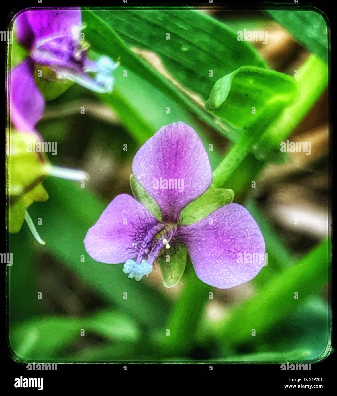 Minuscola viola macro di fiori selvaggi, nakedstem dewflower, murdannia nudiflora - Immagine stock catturata con smartphone