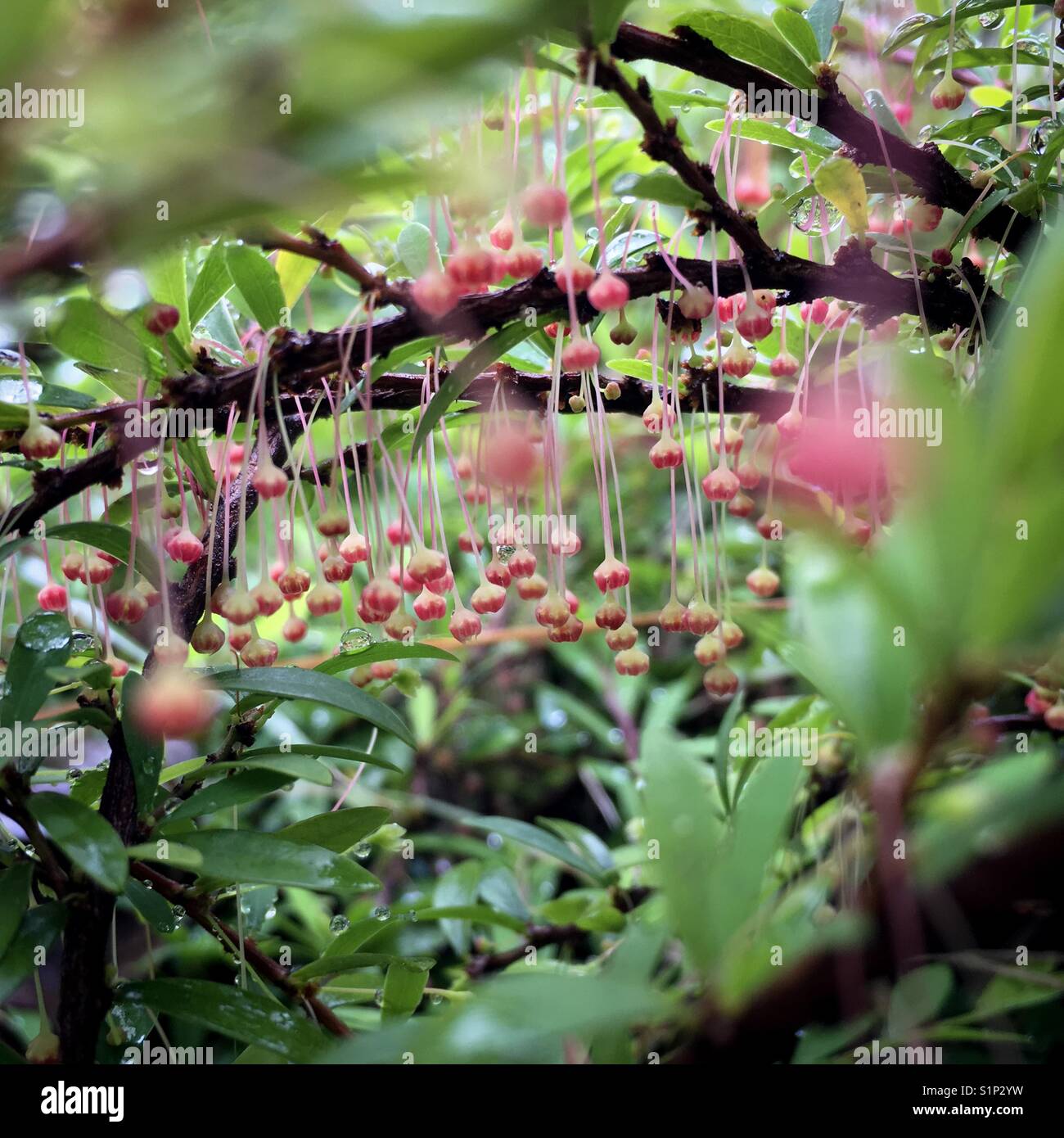 Close-up di molto piccola frutta rossa come boccioli di fiori a sbalzo in abbondanza su arbusti rami, con rinfrescanti goccioline di acqua dal mattino pioggia Foto Stock