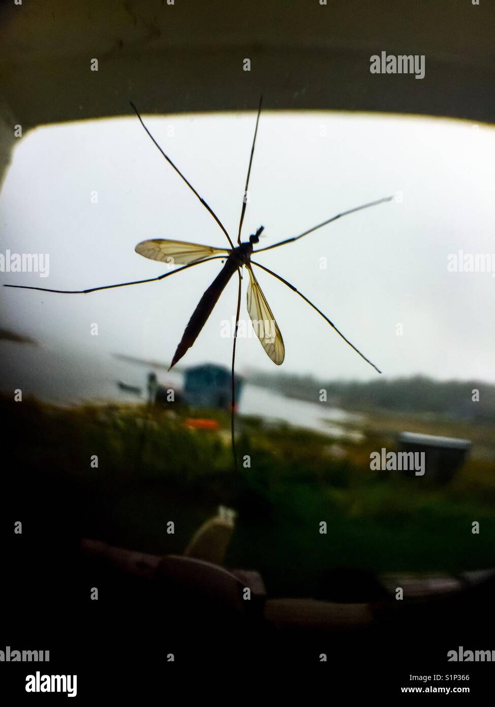 Big bug sul porto Foto Stock