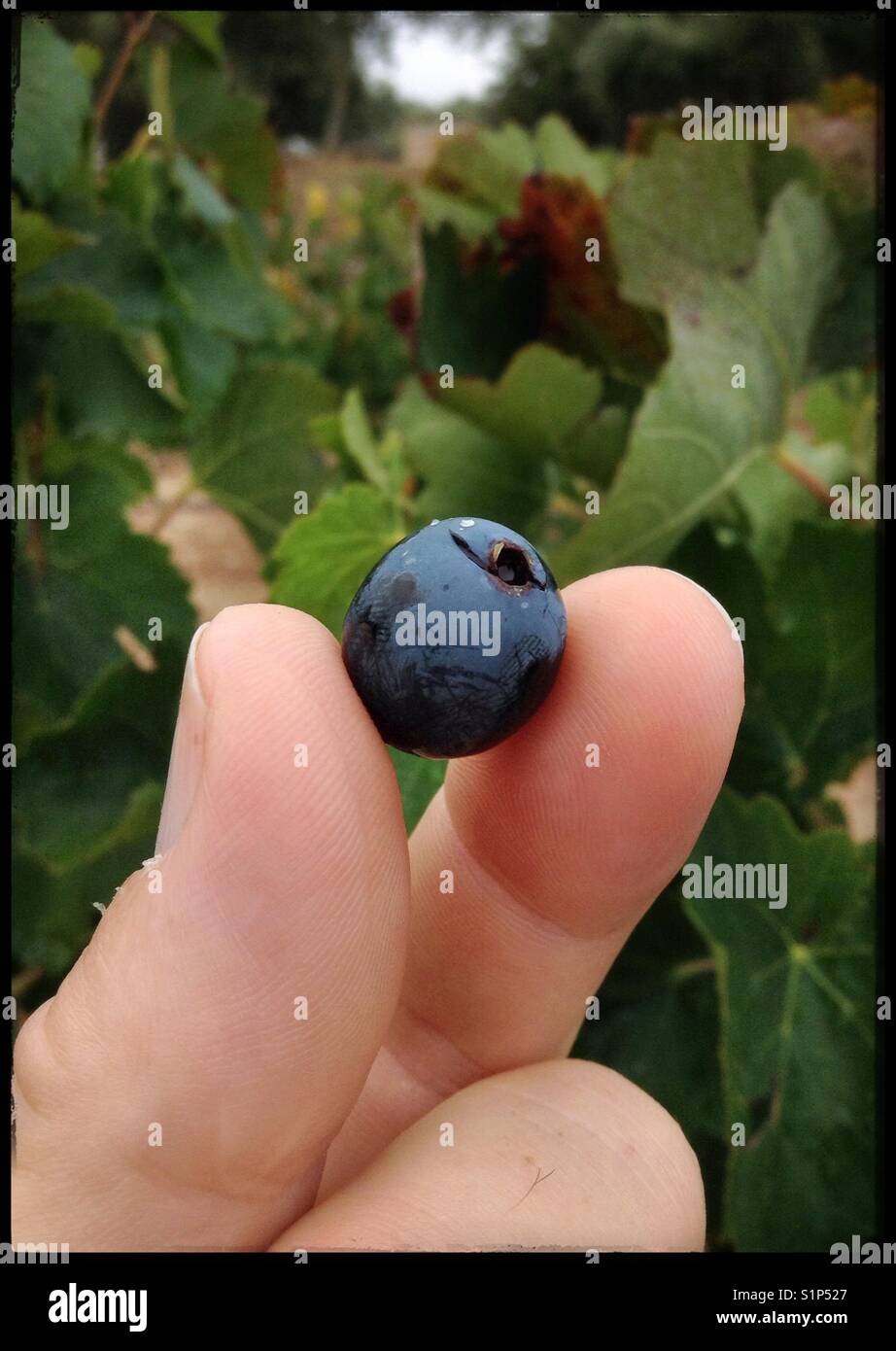 L'uva Syrah berry, Catalogna, Spagna. Foto Stock