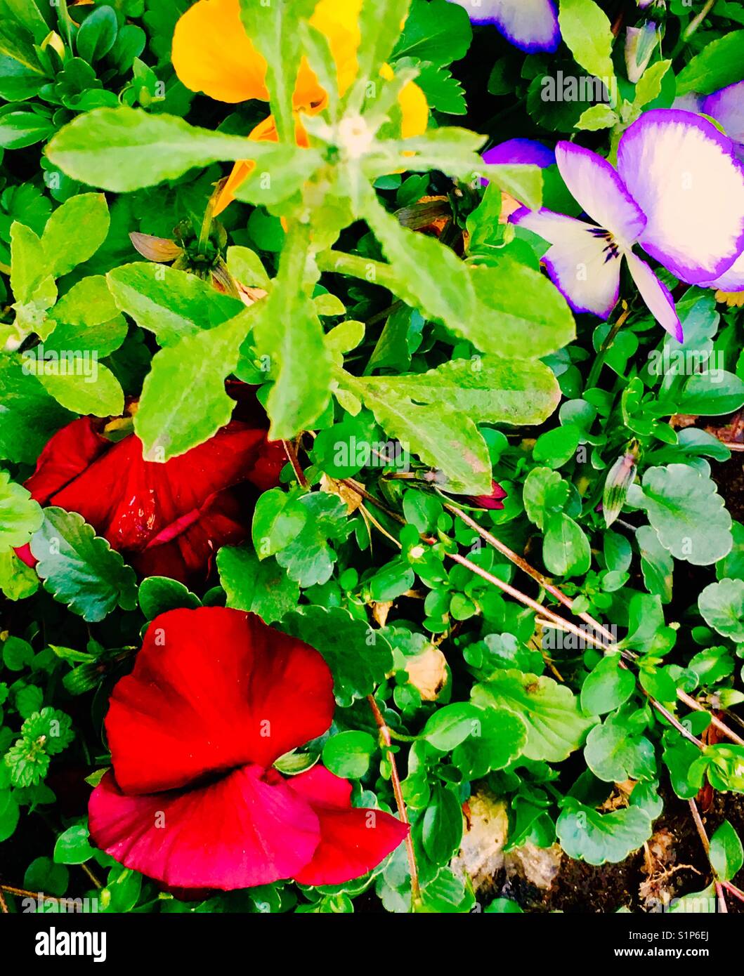 Vibranti fiori sul ciglio della strada Foto Stock