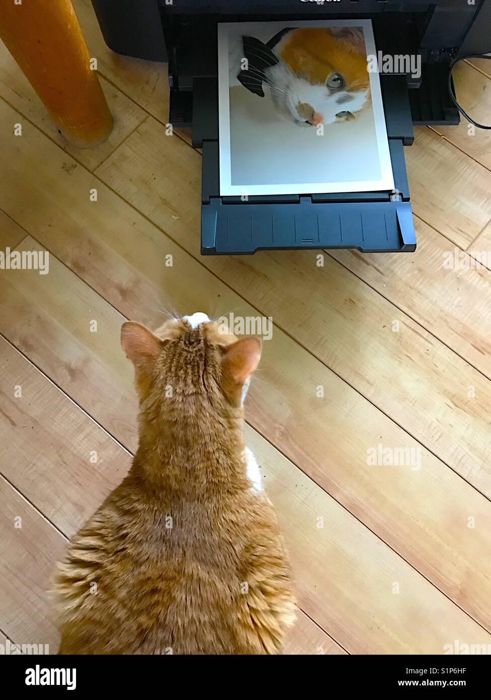 Cat guarda la sua immagine stampa - Immagine stock catturata con smartphone