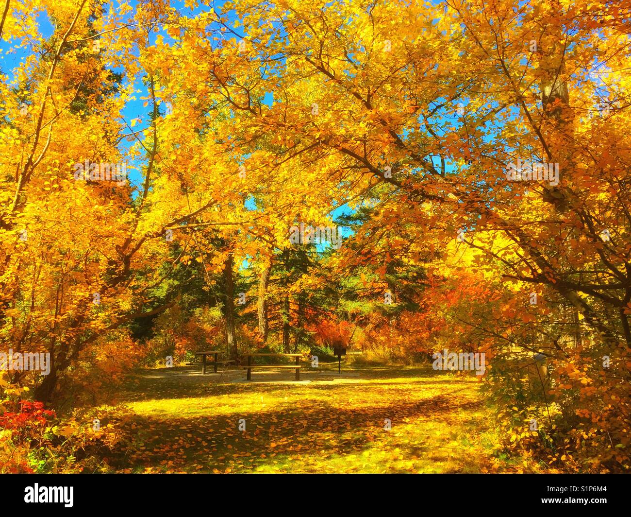 I colori autunnali, bowness Park di Calgary, Alberta, Canada Foto Stock