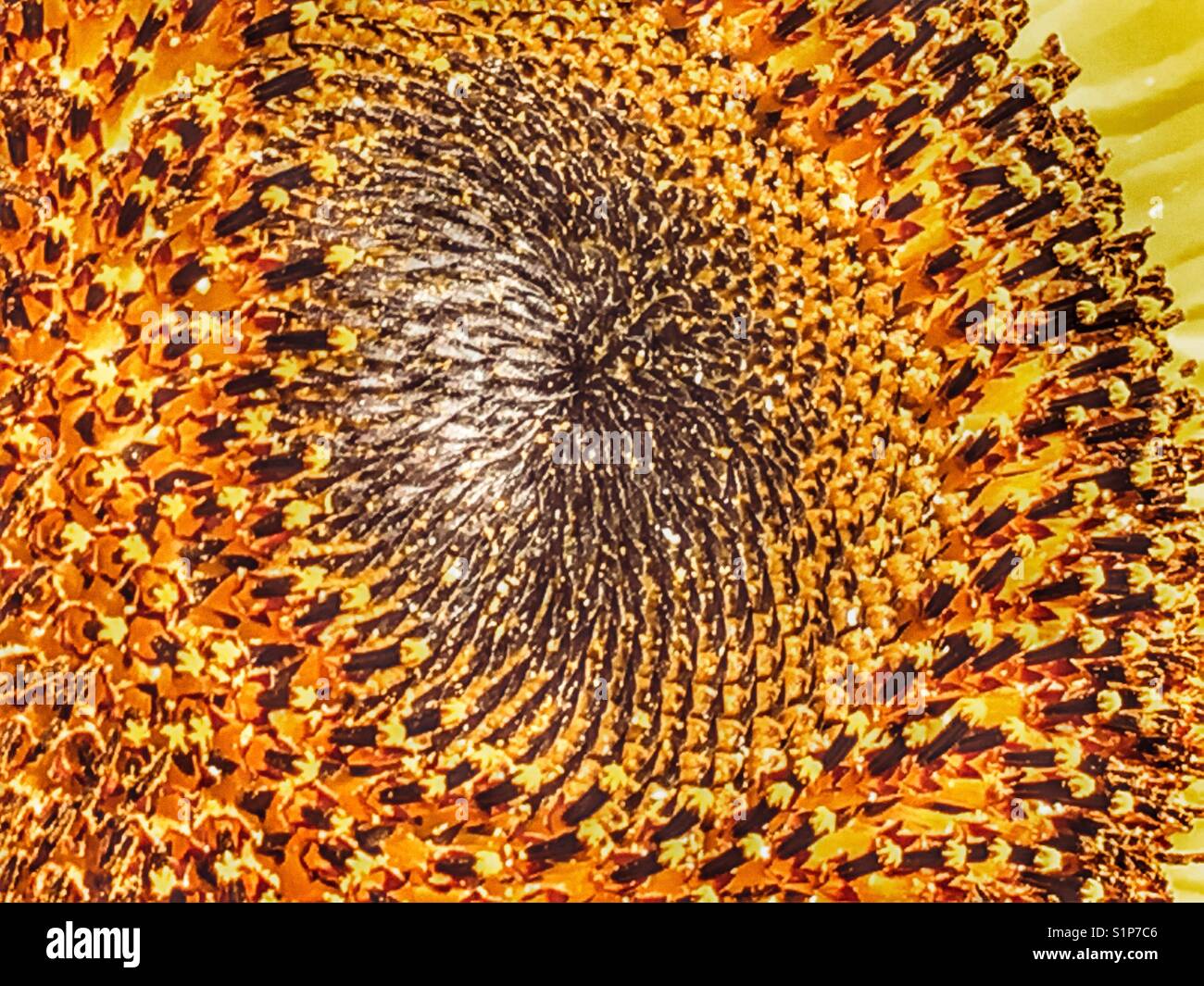 Girasole 'gigante russo', Helianthus annuus - Immagine stock catturata con smartphone