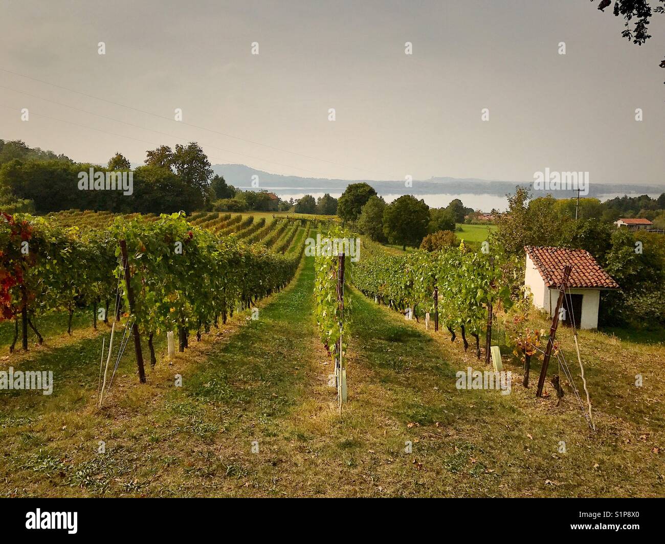 Autunno vigneti di erbaluce vino piemonte piemonte italia Foto Stock