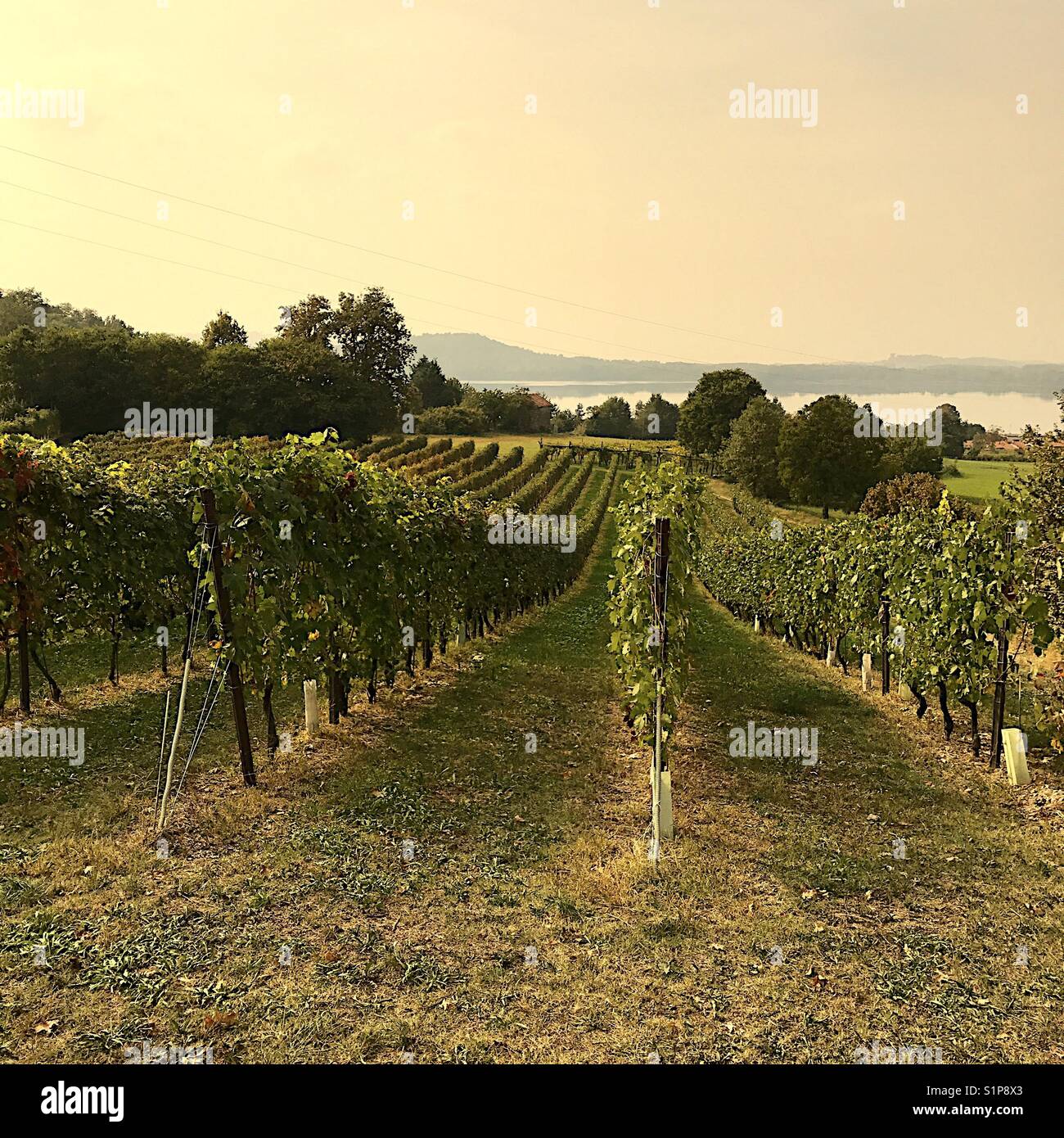 Filari di vigneti in piemonte vino regione piemonte italia Foto Stock